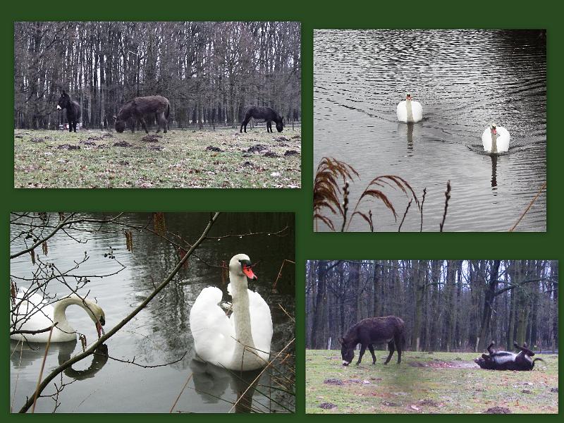 Winterwandeling-Kiewit (31).jpg
